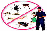 Greater Noida Pest Control Services